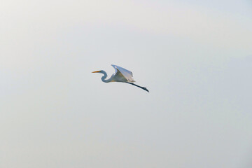 Fototapeta premium White Stork Flying in a Cloudy Sky in Mompox, Colombia