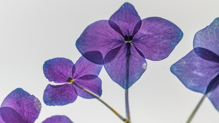 Vivid colorful pressed hydrangeas background craft