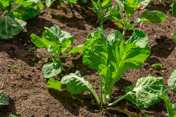 vegetable garden with vegetable growing plants