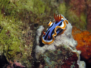 Close up of a Chromodoris Annae nudibranch on white coral Cebu Philippines