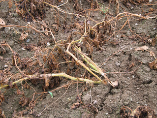 Close-up view of the dried potato leaves in the potato spring.