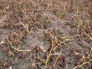 Close-up view of the dried potato leaves in the potato spring.