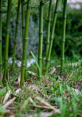 bamboo forest in the morning