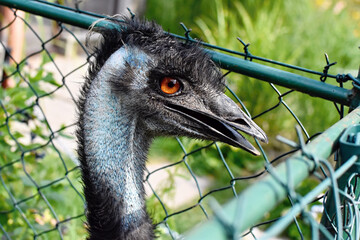 Emu braun, Farm Wenet in Czech republic, Dromaius novaehollandiae