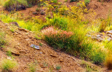 Obraz premium bush of pink wild heather flowers in the mountain