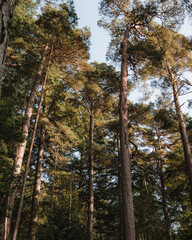 Obraz premium Scottish Woodlands at the beginning of Autumn