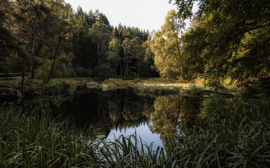 Scottish Woodlands at the beginning of Autumn