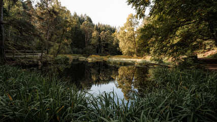 Scottish Woodlands at the beginning of Autumn