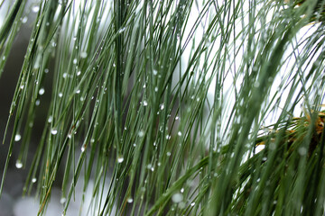 A young branch of pine close-up with rain drops on the needles.