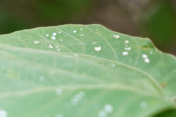 dew on leaf