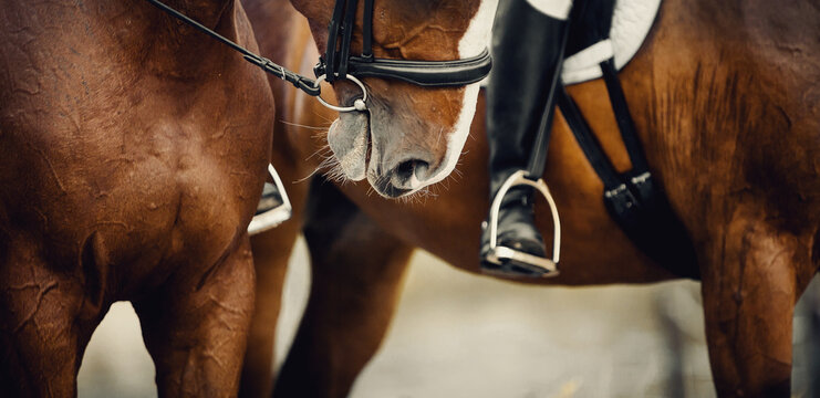 Equestrian sport.Nose sports brown horse in the bridle.The leg of the rider in the stirrup, riding on a red horse.
