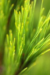 A young branch of pine close-up with rain drops on the needles.