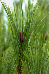 A young branch of pine close-up with rain drops on the needles.