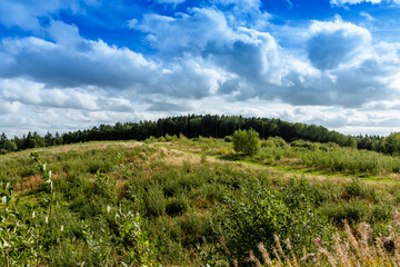 Fototapeta na wymiar A scenic view of a long distant British forest across a sunny field