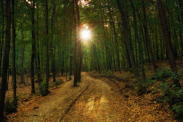 Warm sunset with sunbeams over a forest with dirty road