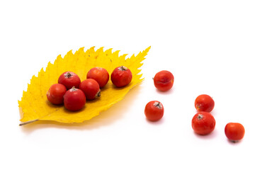 Composition autumn theme rowan and leaf macro photo on white isolated background