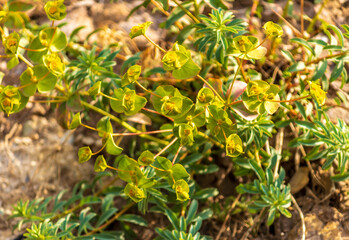 bunch leafy spurge, Euphorbia esula or green spurge flowers