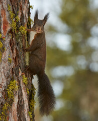 European squirrel (Sciurus vulgaris) on a tree trunk.