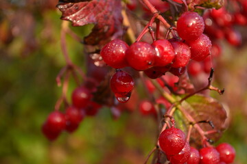 red currant berries