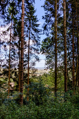 Obraz premium The countryside glimpsed through the trees on a forest walk