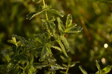 dew on the grass