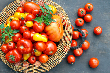 Colorful tomatoes in the basket - different varieties