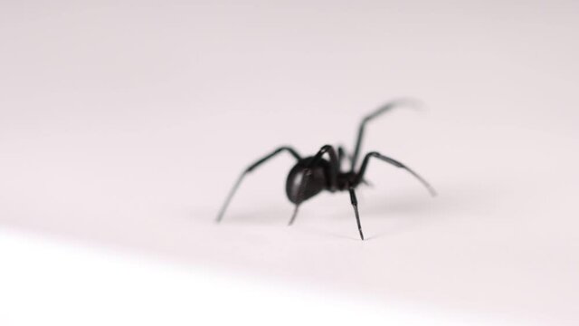  Black widow on white surface walking into view and crawling out of focus shallow depth of field.