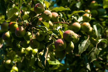 Branches of an apple tree with apples in an orchard