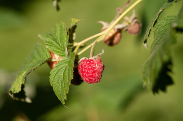 branch of a raspberry bush with a berry in an orchard