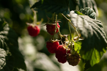 branch of a raspberry bush with a berry in an orchard