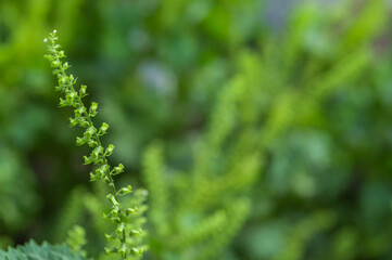 紫蘇の実　クローズアップ