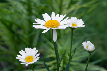 Fototapeta premium White large chamomile flowers
