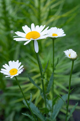 Fototapeta premium White large chamomile flowers