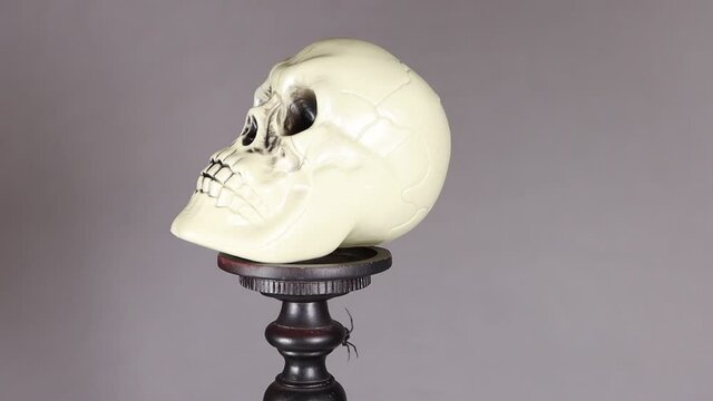 Black widow spider drops to the ground over a grey background from behind a skull.