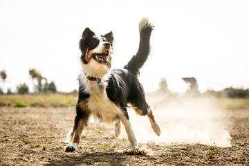 Border Collie fängt Frisbee