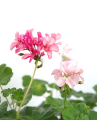 Fototapeta na wymiar Pink - white flowers of pelargonium hortorum, ornamental and medicinal plant