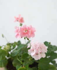 Pelargonium with gentle pink flowers, ornamental and medicinal plant