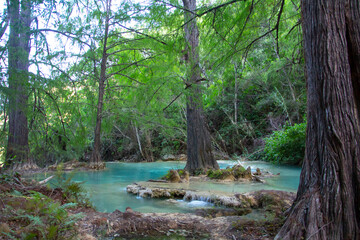 Obraz premium Río en bosque con cascadas, árboles, azul turquesa, hojas verdes, pozas de agua azul, salto de agua.