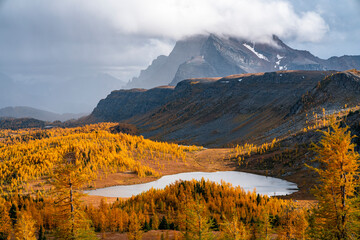 Golden Larches in Sunshine Meadows During Autumn in Banff