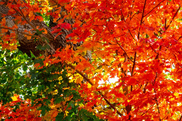changing red and orange maple tree leaves in autumn