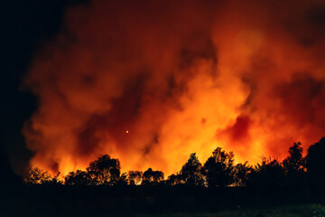 Fototapeta na wymiar Forest fire at night, wildfire after dry summer season, burning nature in Russia, Voronezh Region.