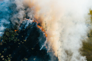 Bush forest wildfire in Voronezh Region, Russia. Natural disaster, aerial drone point of view.