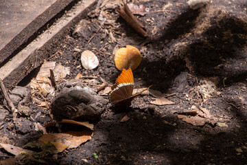 Mariposa naranja con caf&eacute; sobre suelo de hojas secas en tonos oto&ntilde;ales caf&eacute;s