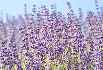 Obraz premium Field of Lavender, Lavandula angustifolia, Lavandula officinalis 