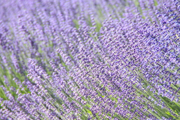 Fototapeta na wymiar Field of Lavender, Lavandula angustifolia, Lavandula officinalis 