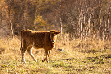 Cow in beautiful autumn landscape outdoor 