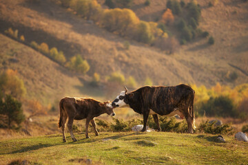 Cow in beautiful autumn landscape outdoor 