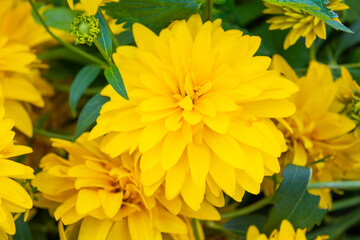 Bright yellow perennial Golden Glow, Rudbeckia laciniata double-flowered plant