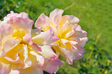 Yellow and pink rose flower close-up photo with shallow depth of field