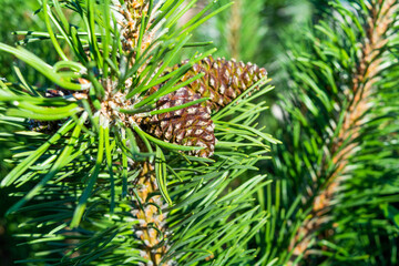 Detail of fresh spruce fir tree branches with young green needles and cones